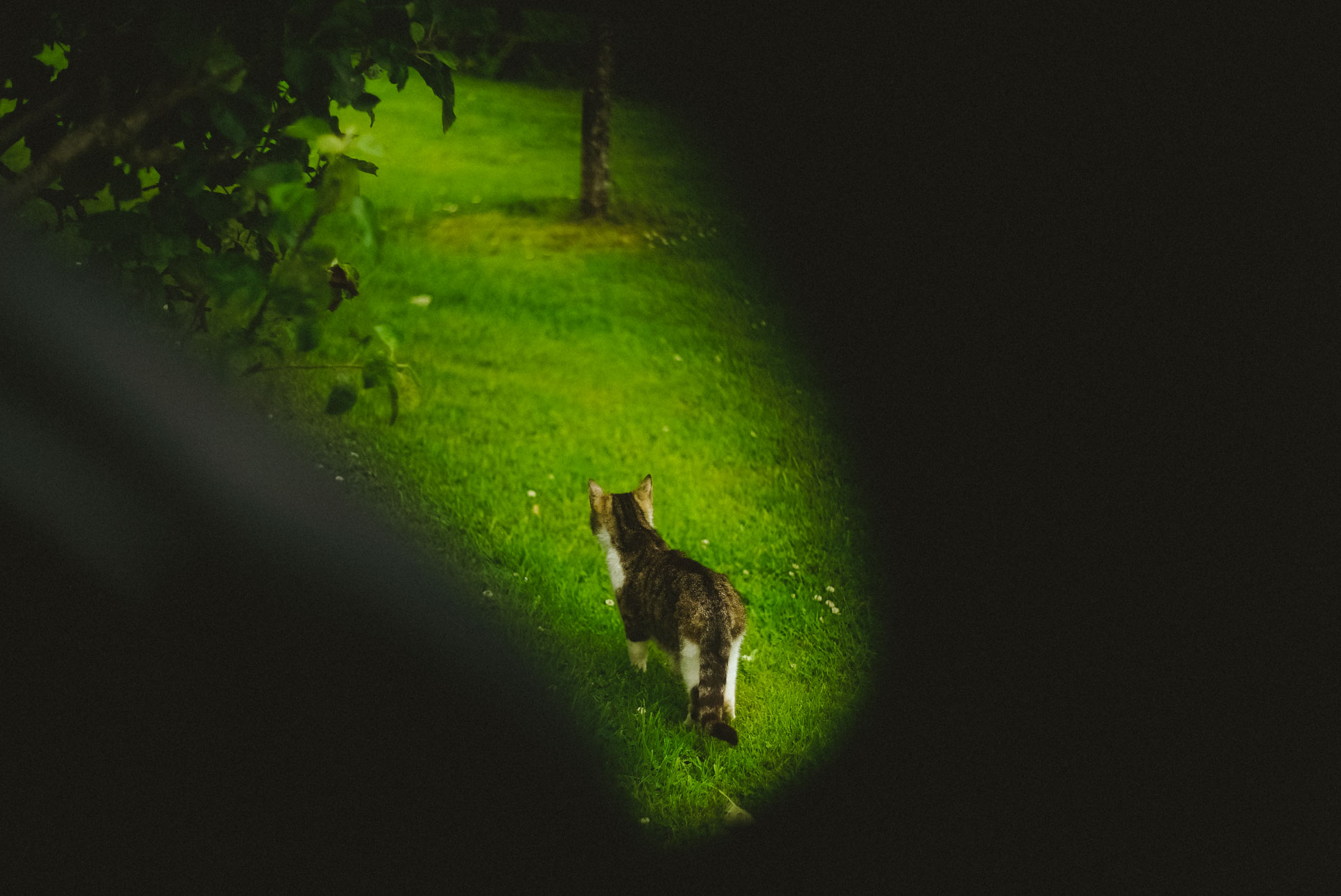cat!!