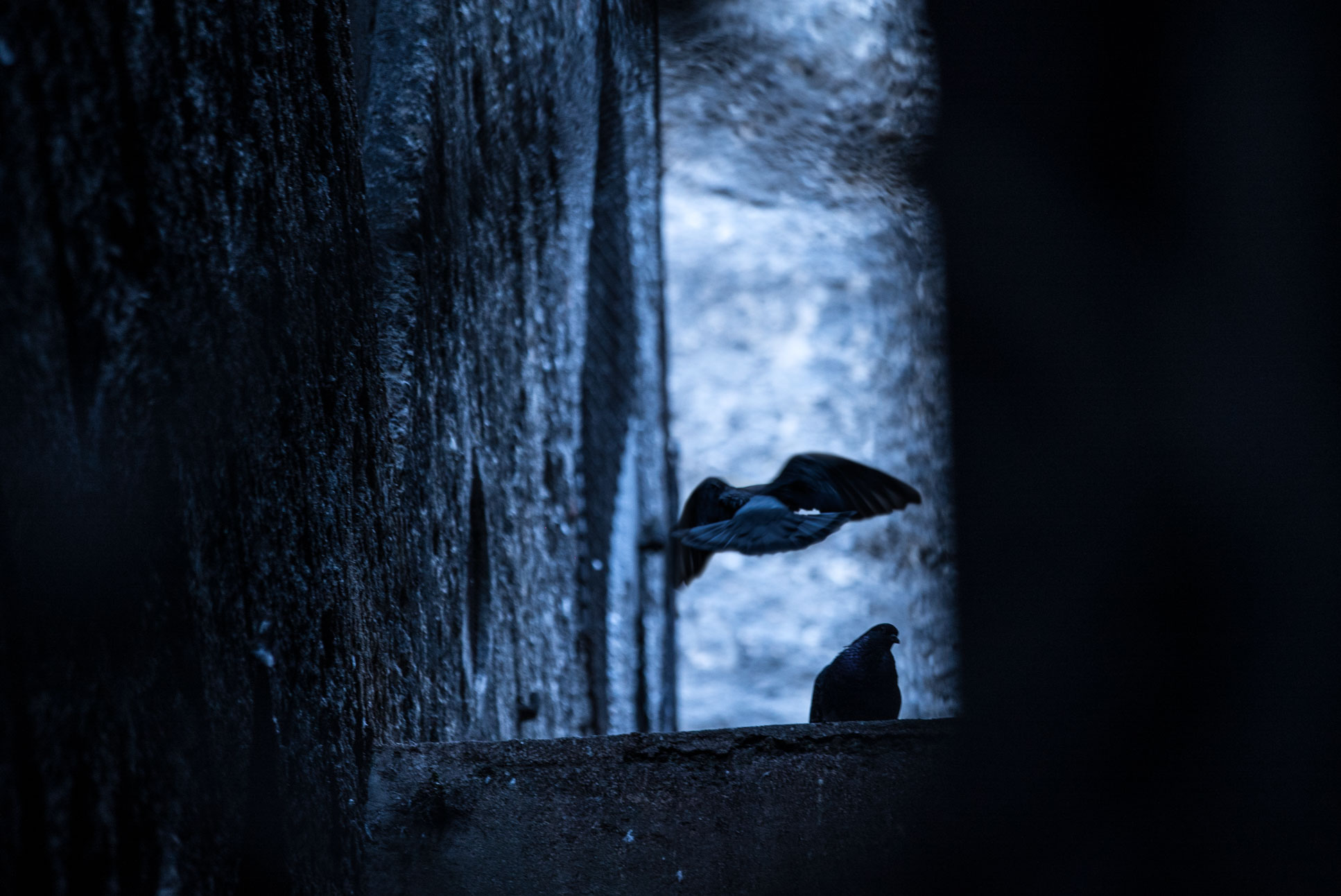 BIRBS