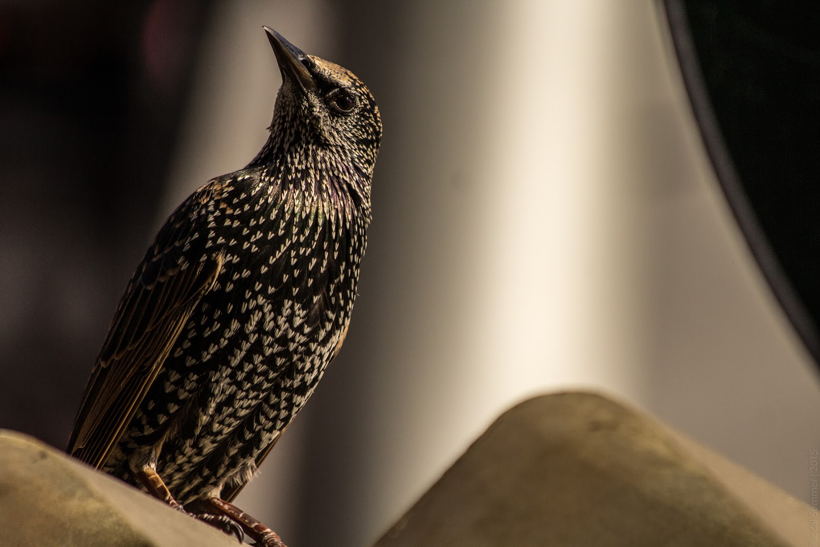 A bird waiting for tourists to drop some of their food in Camden Town