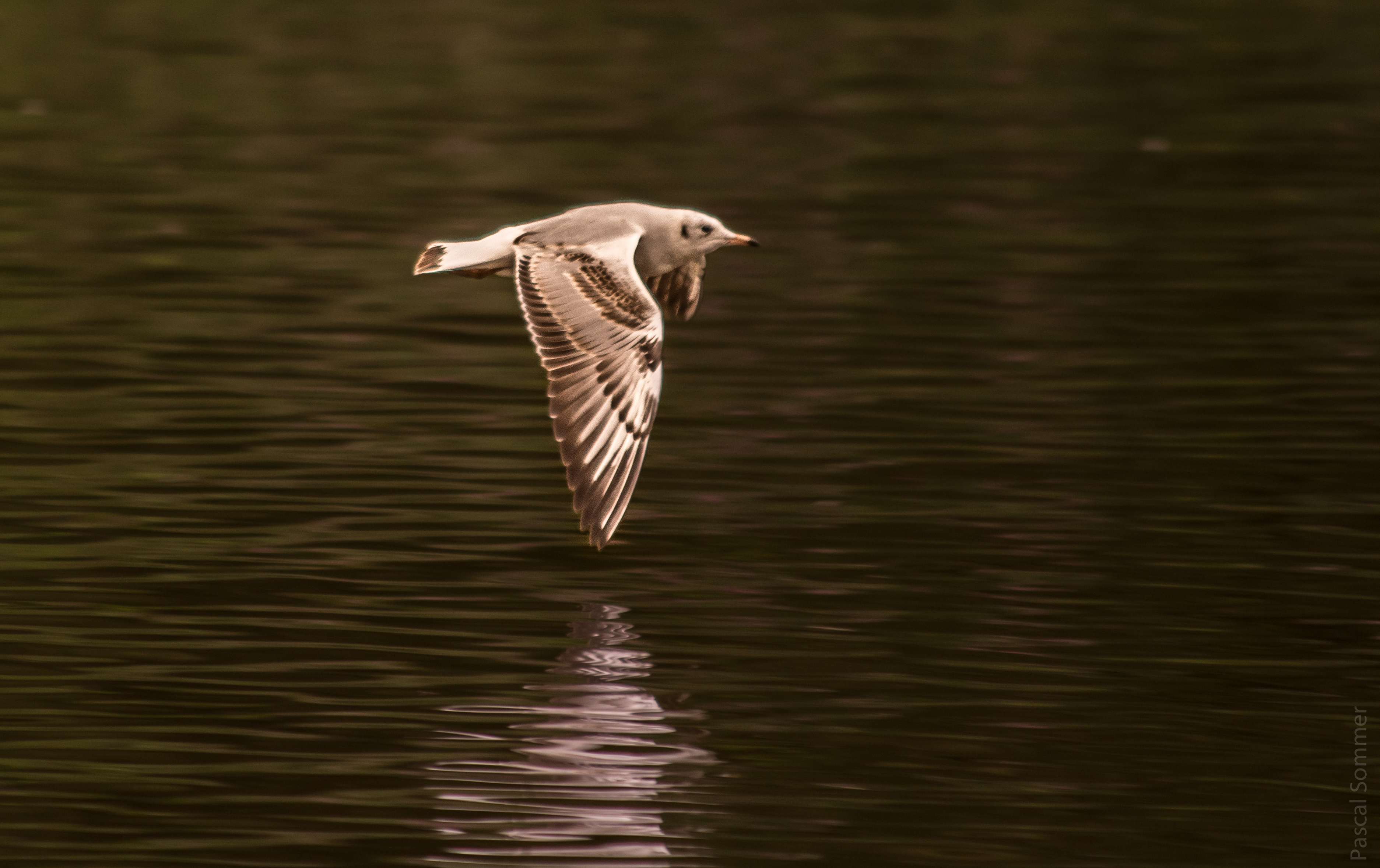 Birds on the River Dee in Chester