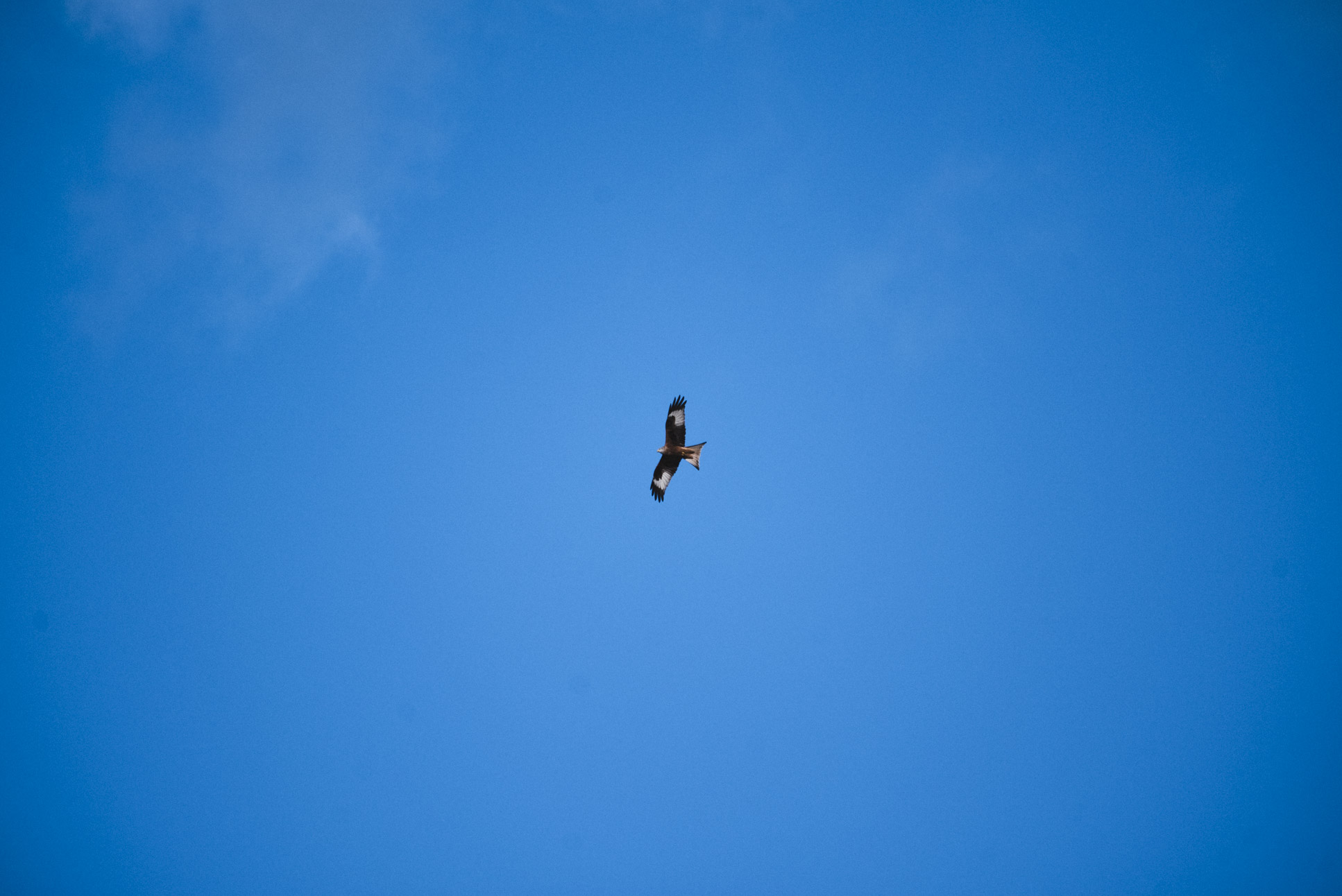 Probably not the same bird I saw there last time (post 119), but you never know..