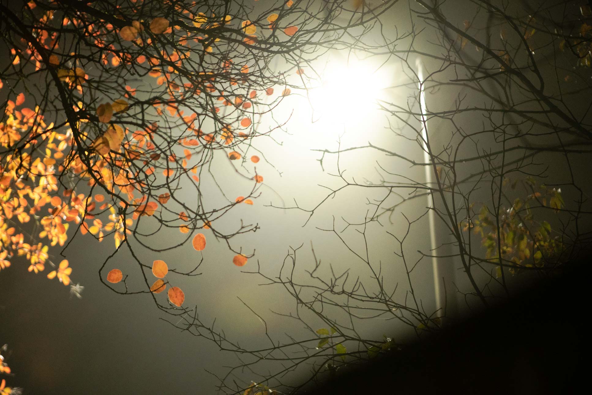 fog was cute, might delete later