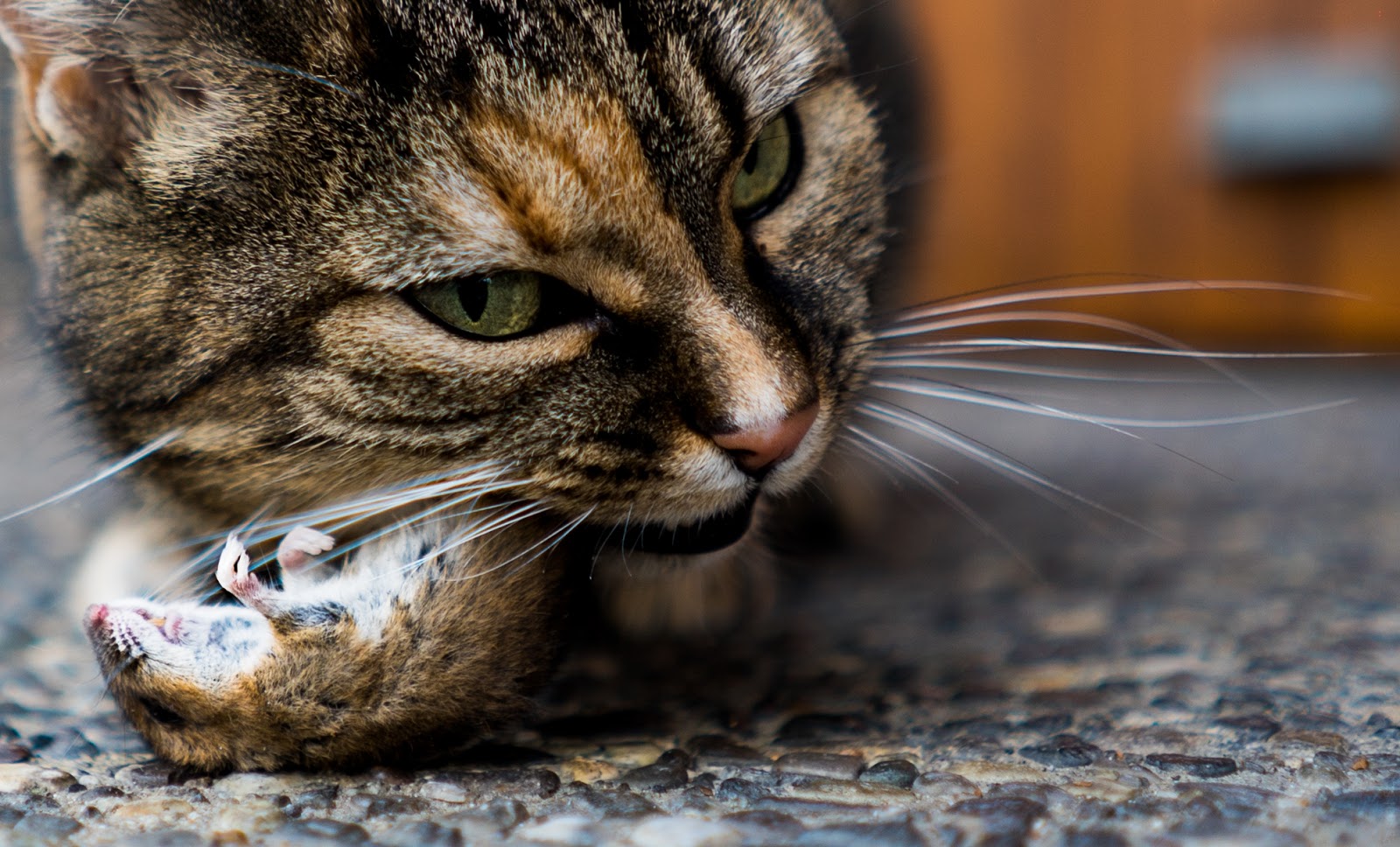 The cat couldn't have cared less about me taking pictures