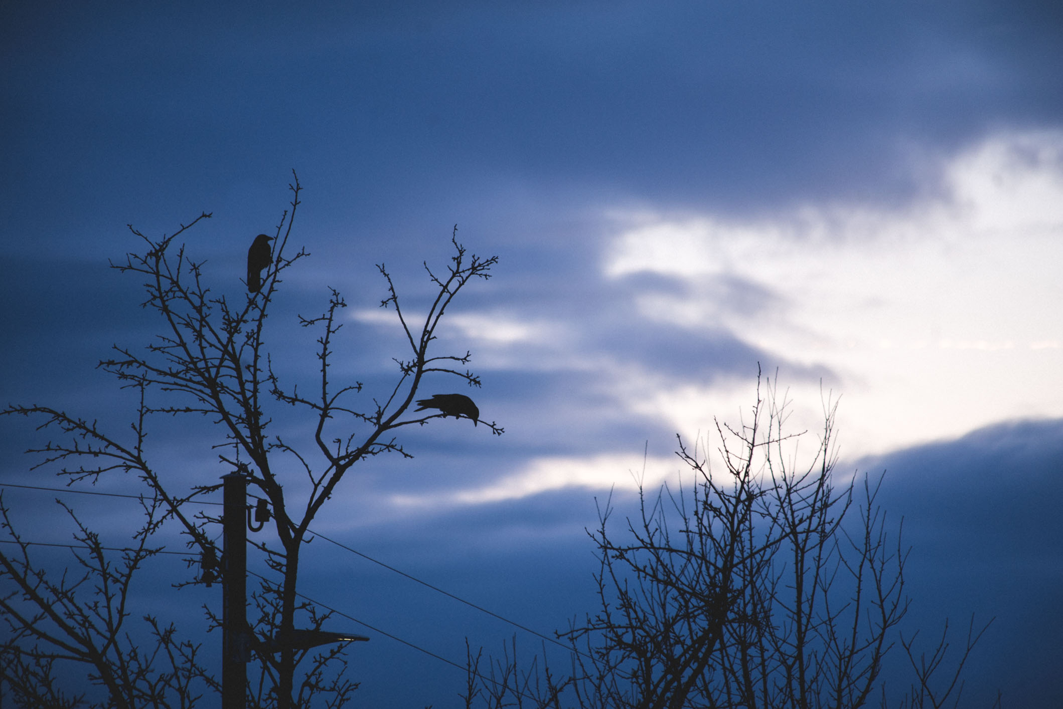 came out for the sunset, stayed for the crows