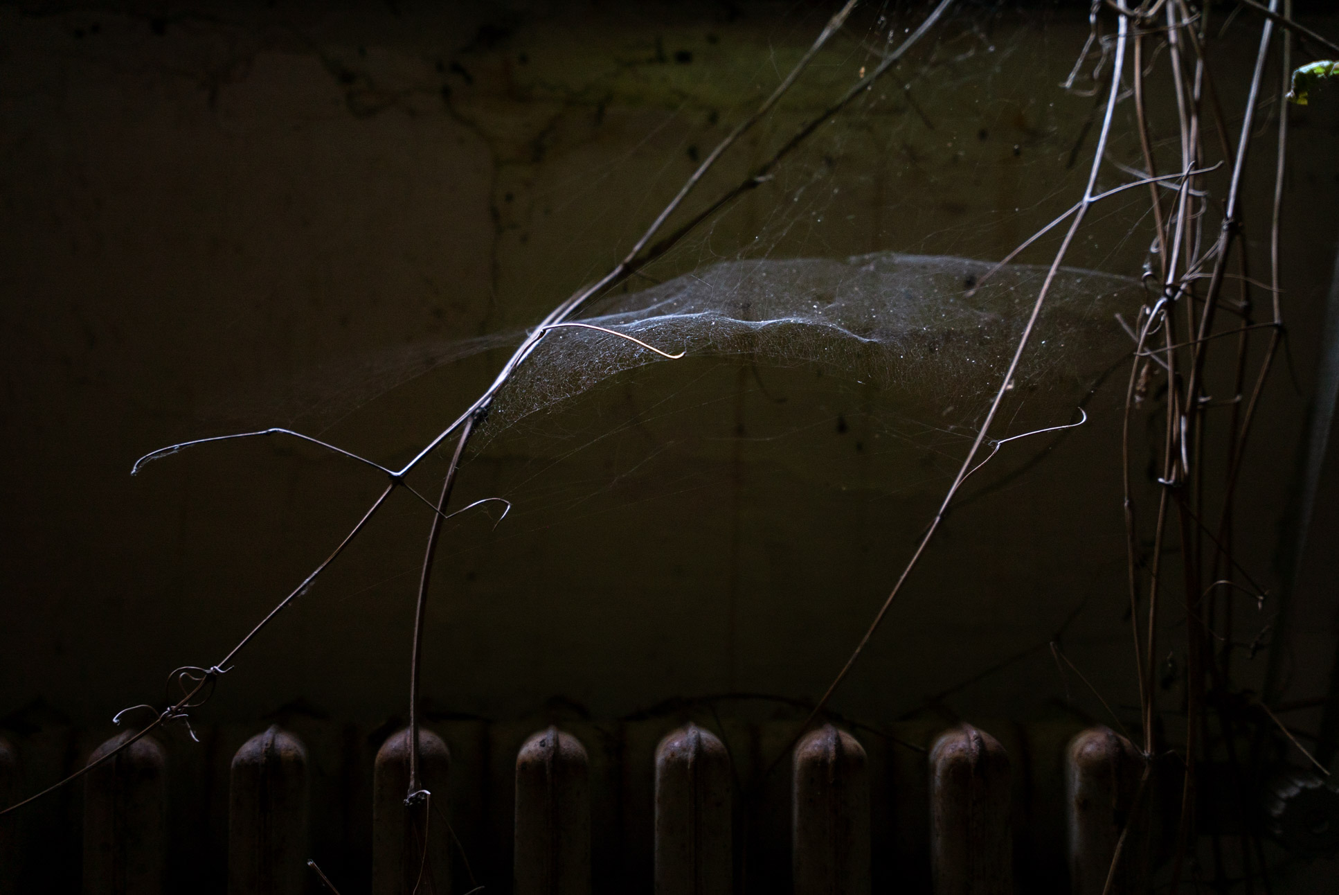 beautiful glow on a spider web