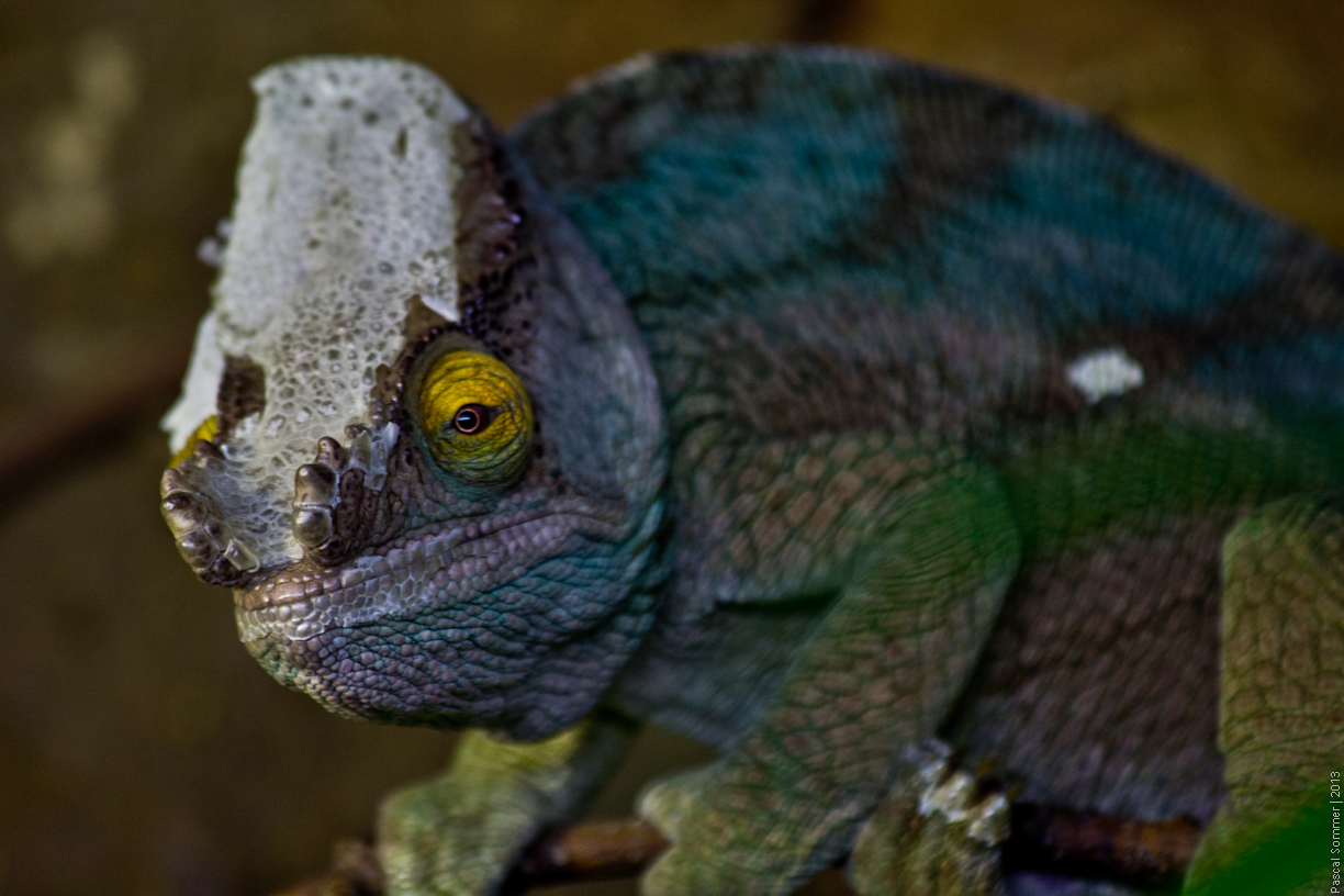 At the Chester Zoo