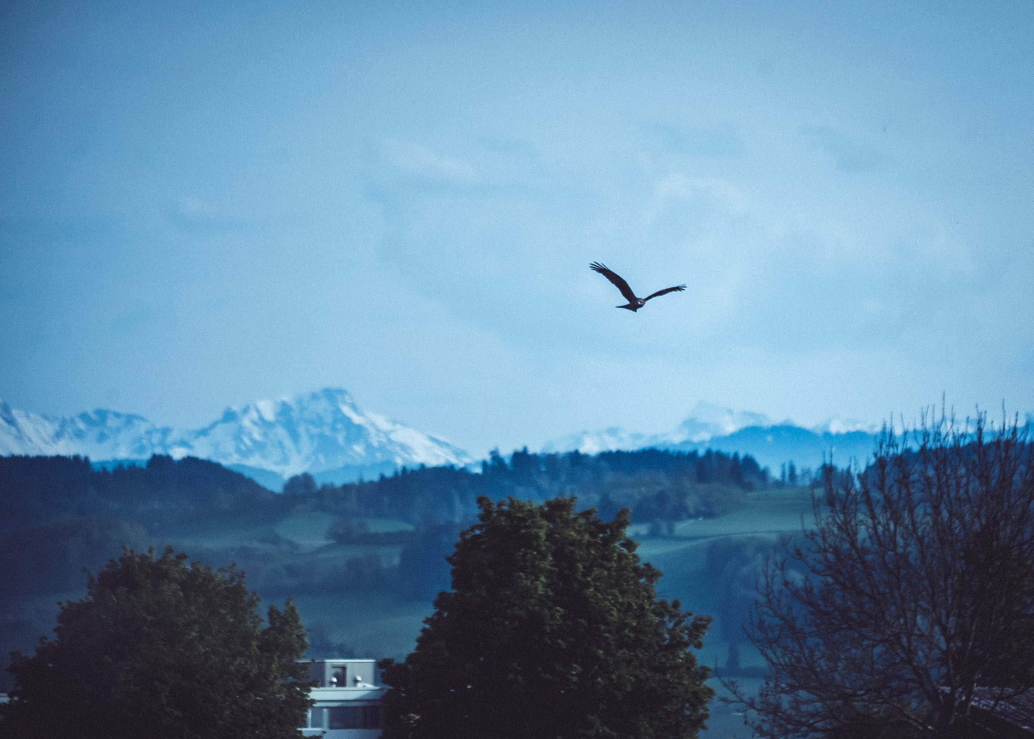 Luckily this bird was circling around there, almost as if it had been waiting for me to take a photo.