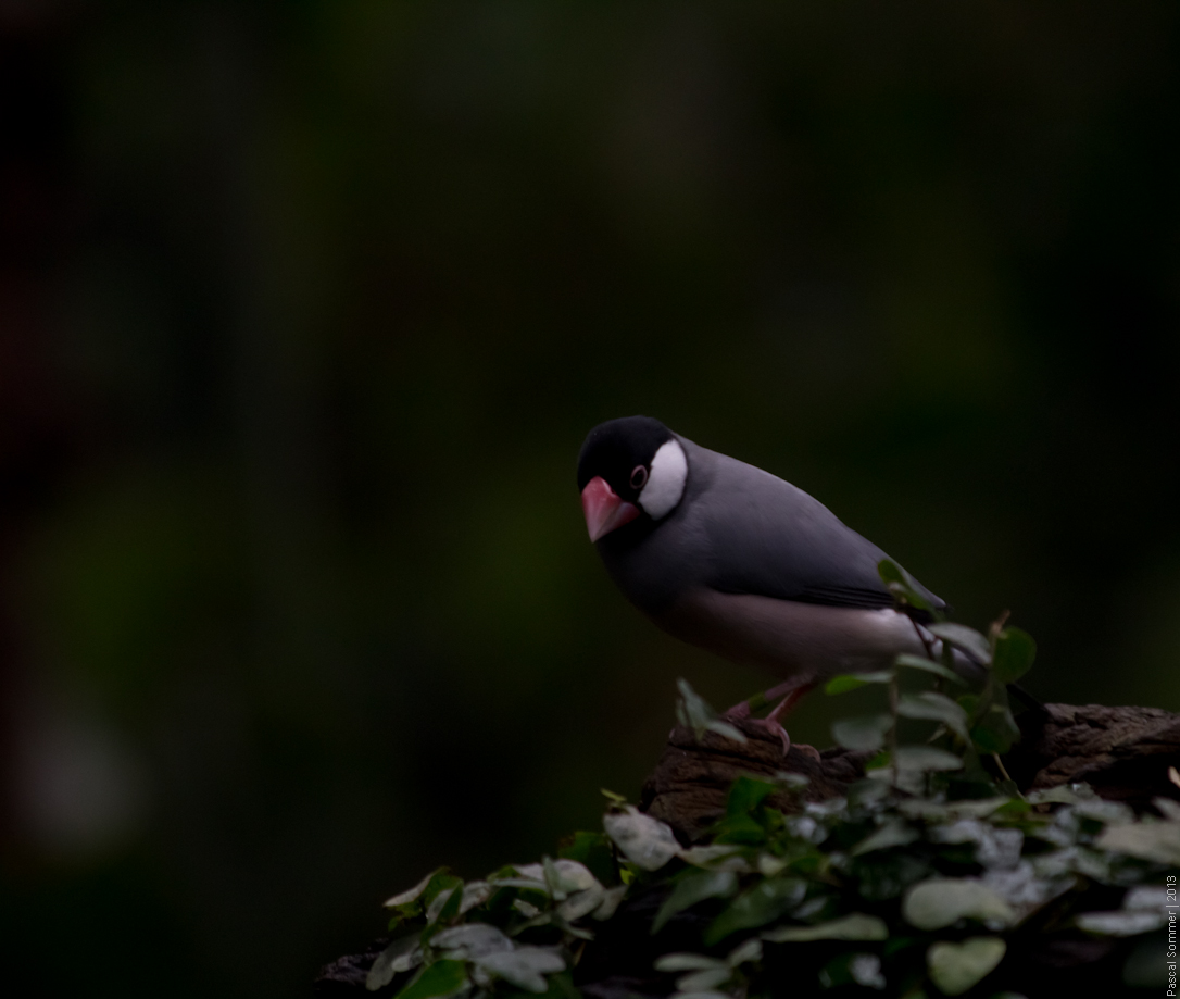 At the Chester Zoo