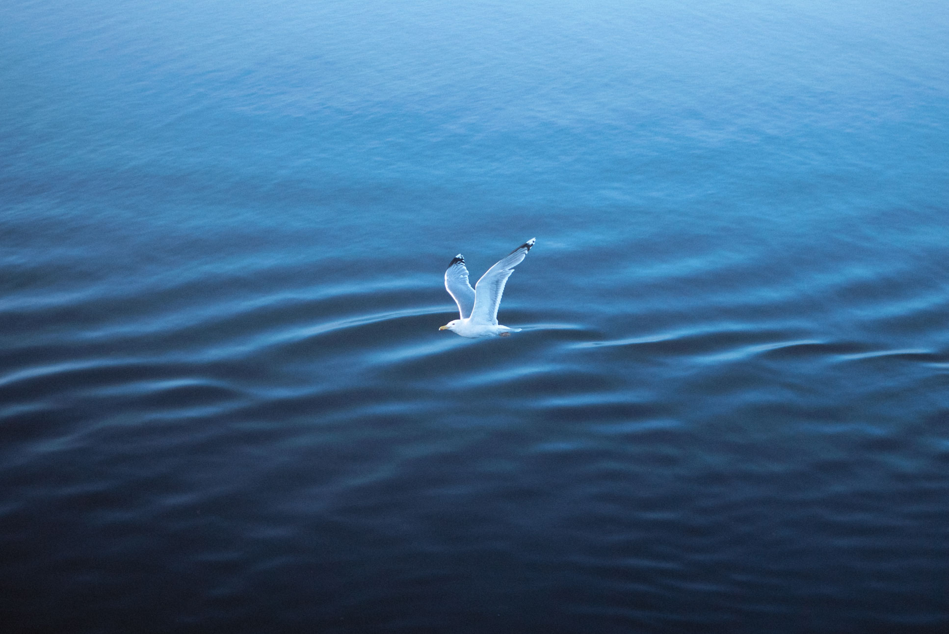 why does it look like the bird is causing these waves