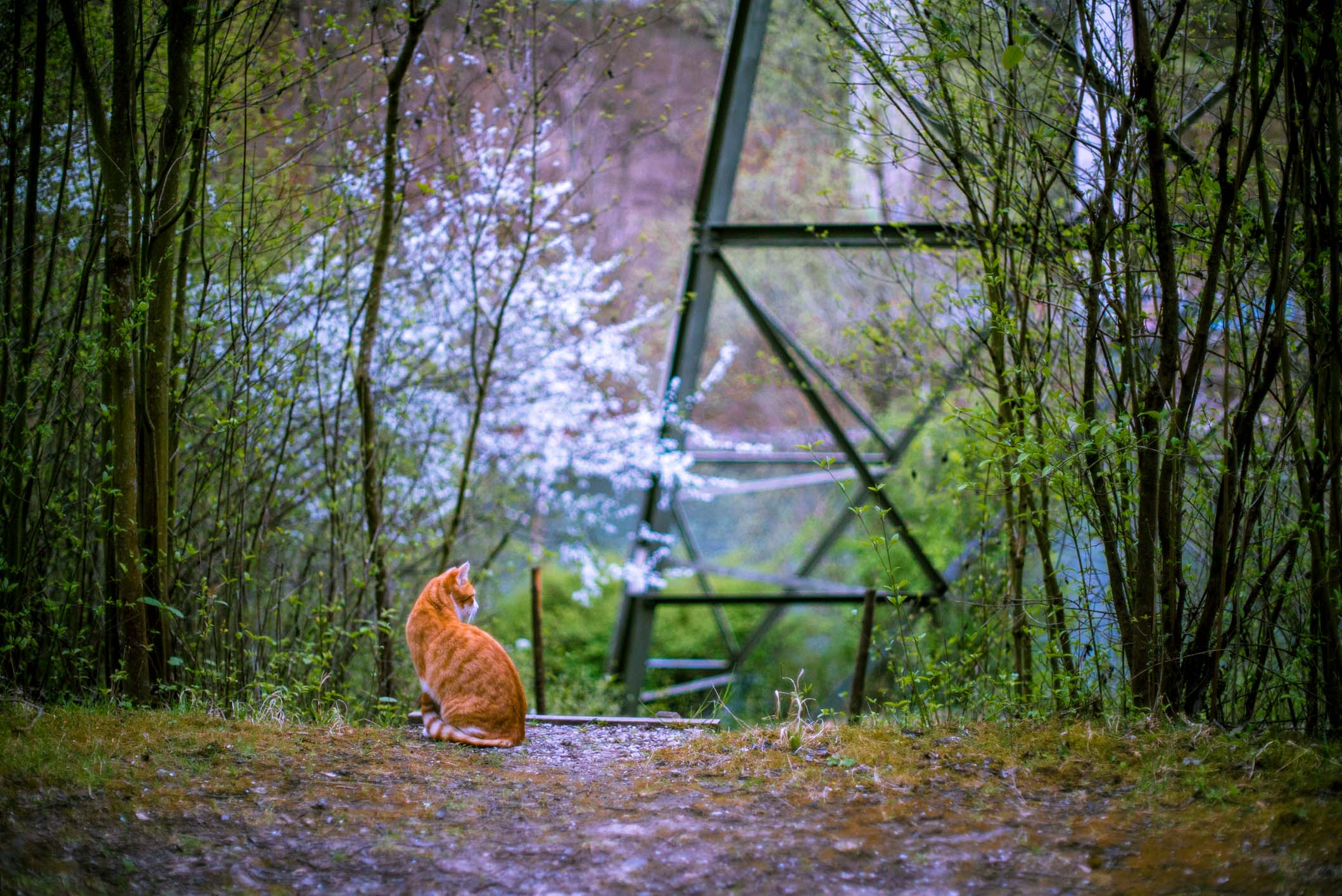 Cat!