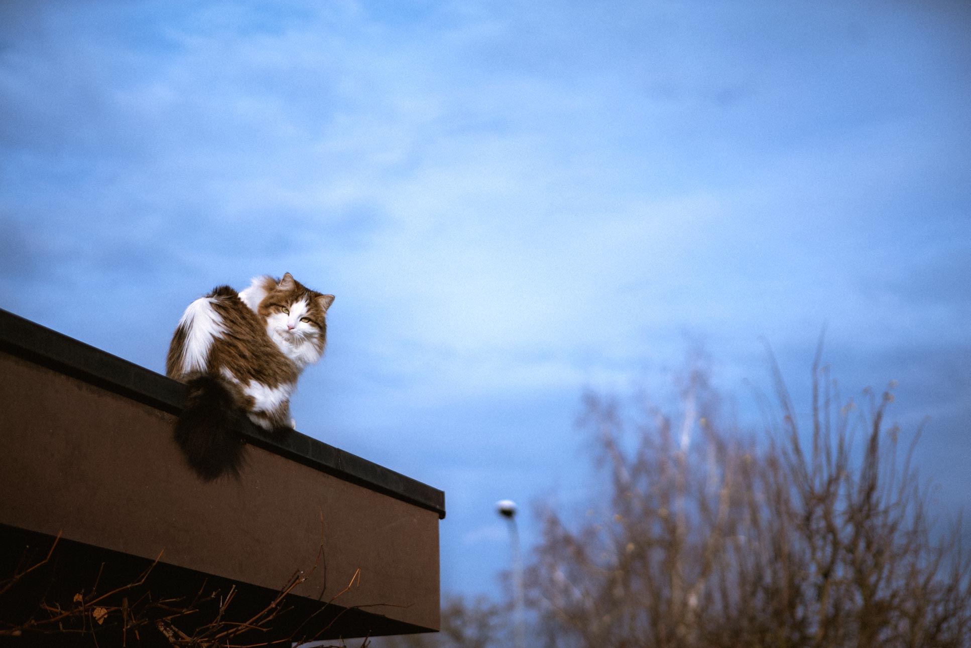 On the roof.