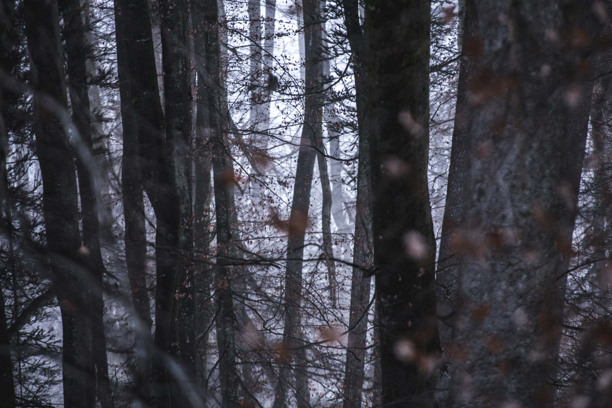 I rotated this photo by 180 degrees and liked it more that way, but I don't know why.