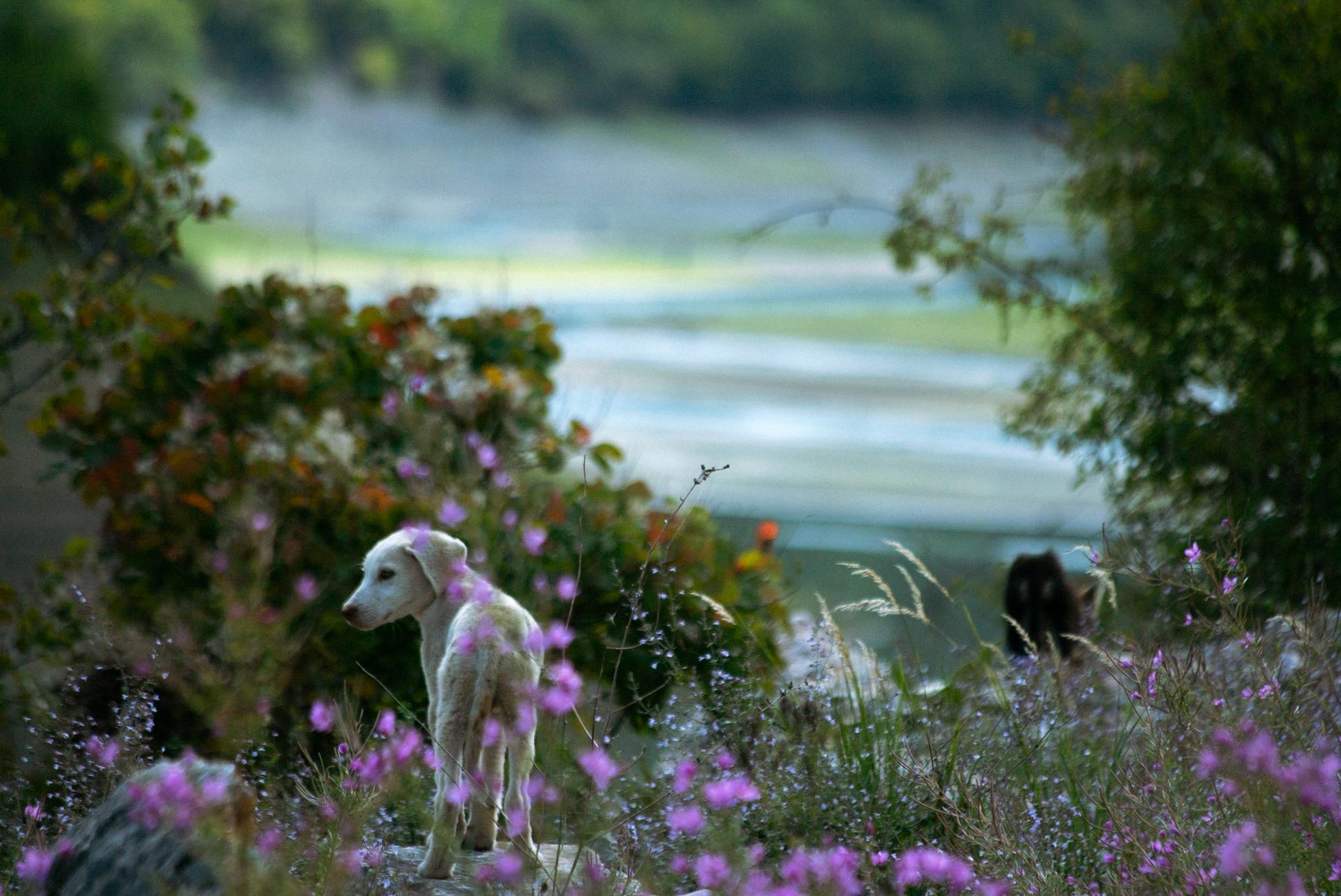 two young dogs checking out the area