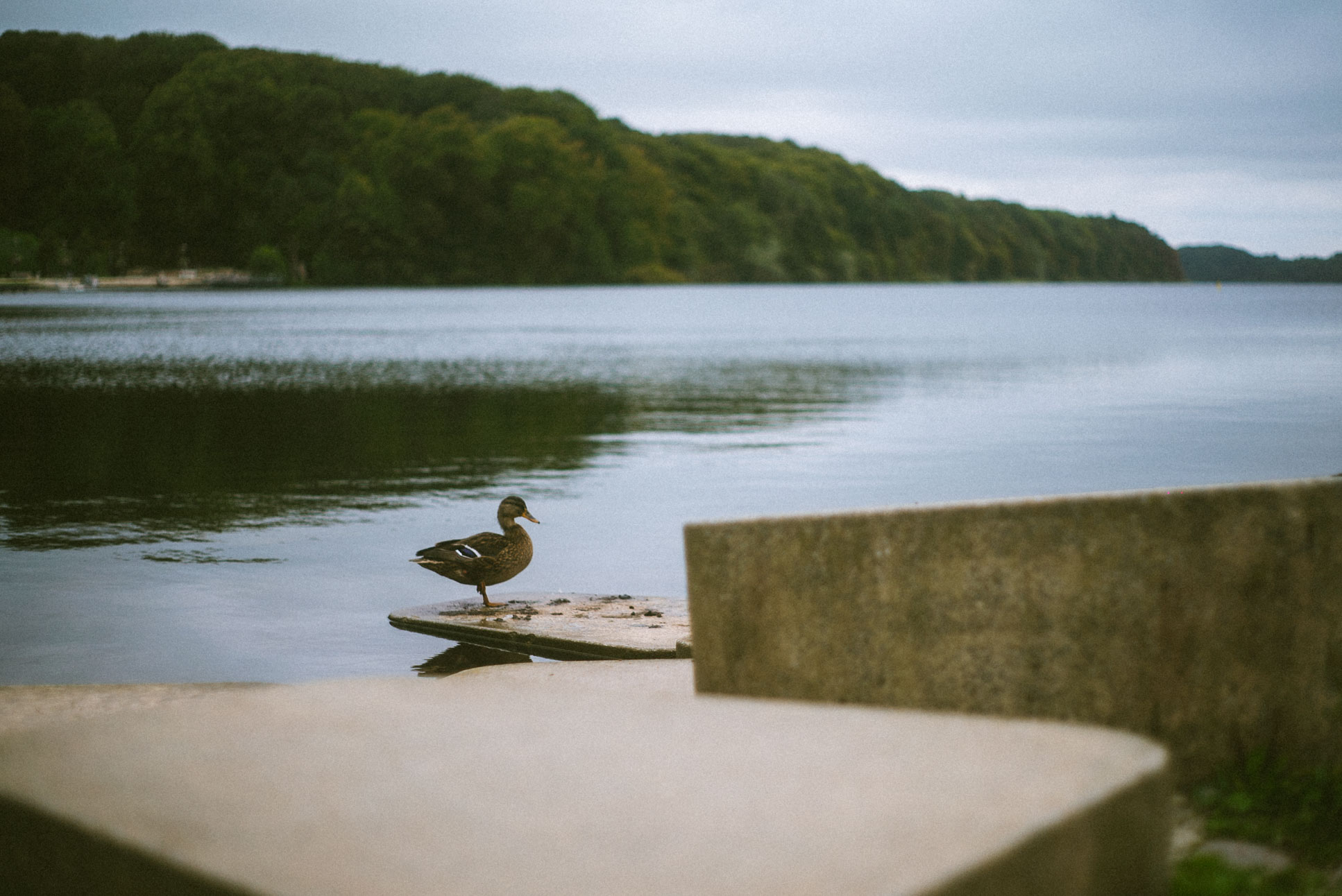 this duck was so disappointed about my lack of snacks