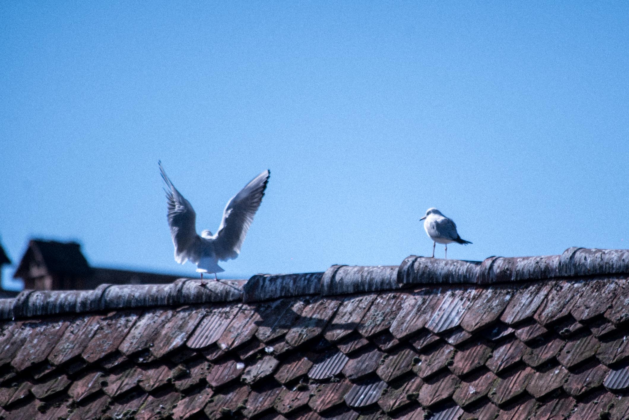 The other birds didn't appear particularly eager to participate in the spontaneous YMCA dance..