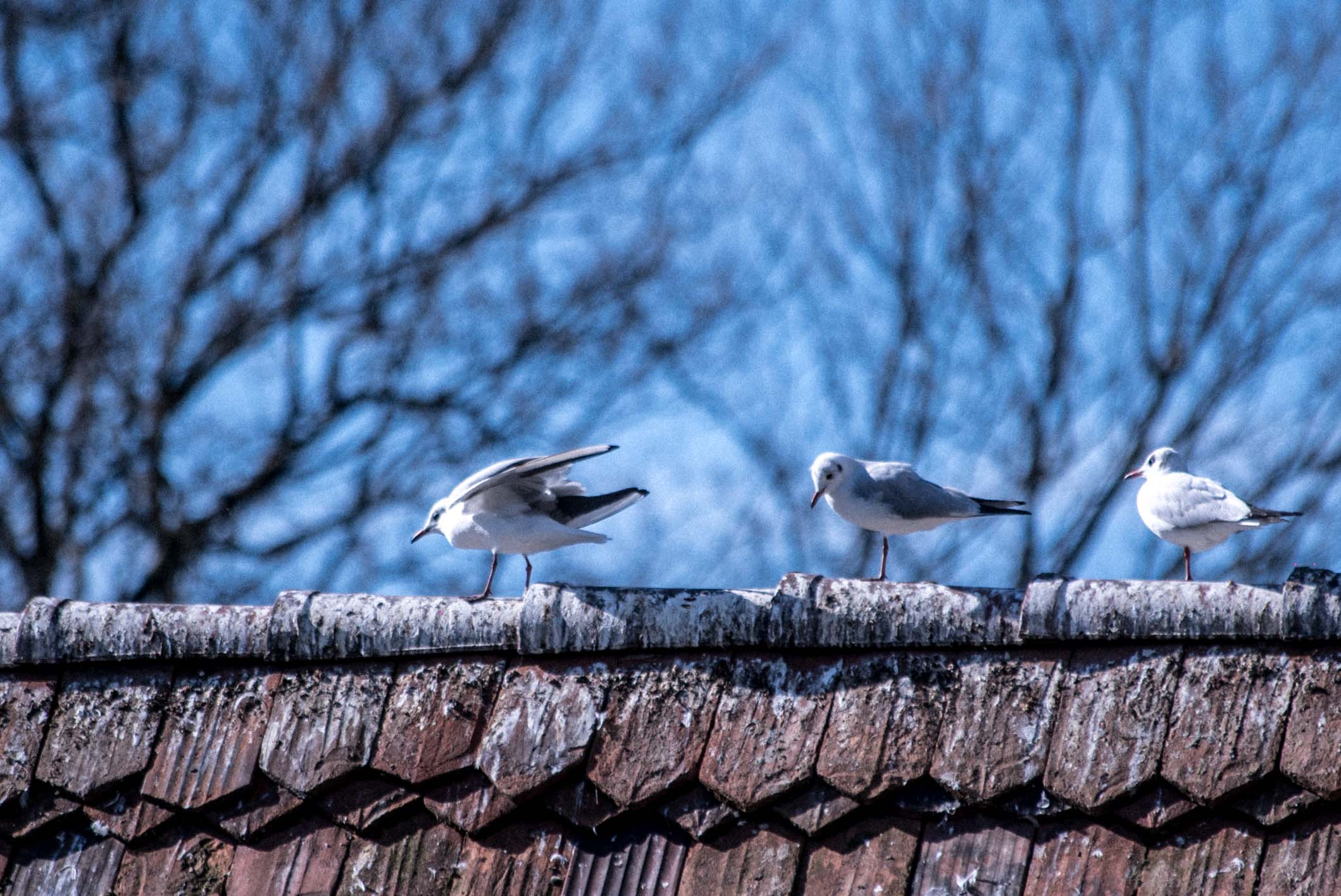 Photo by Pascal Sommer