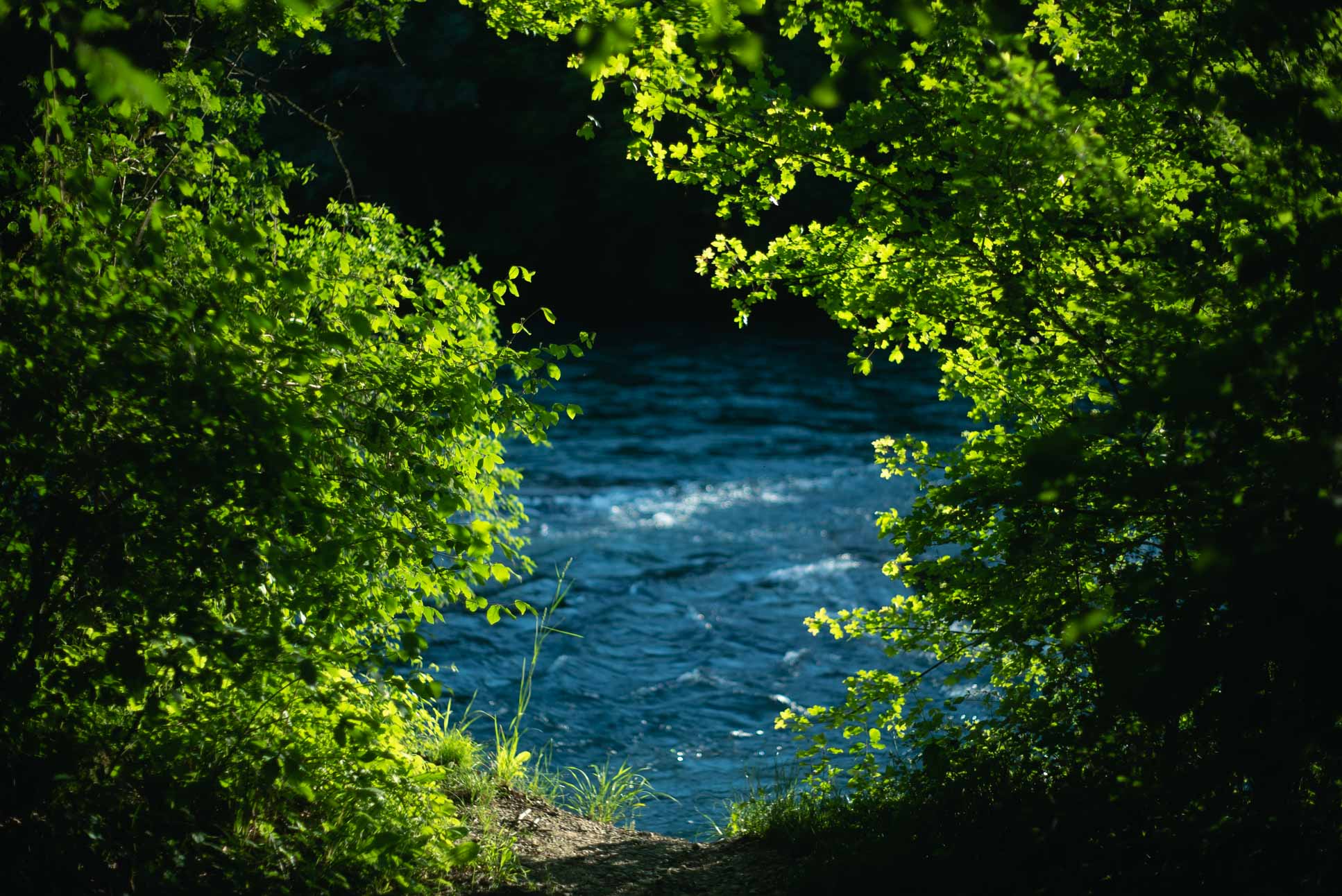 Aare with the surrounding trees shining bright as always.
