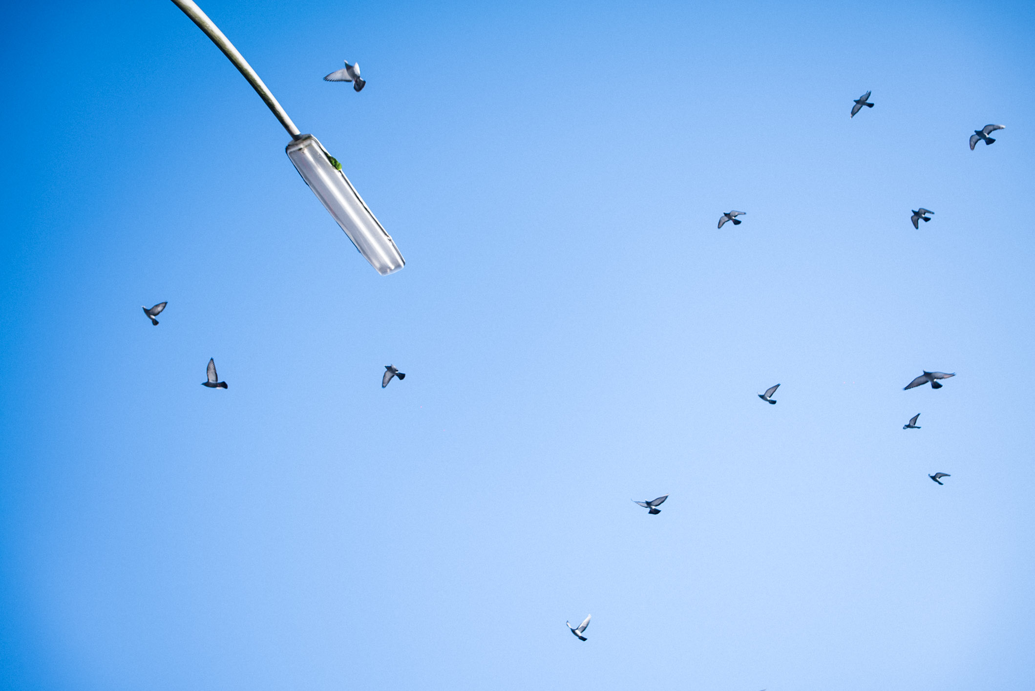Moss on a Streetlight, Birds