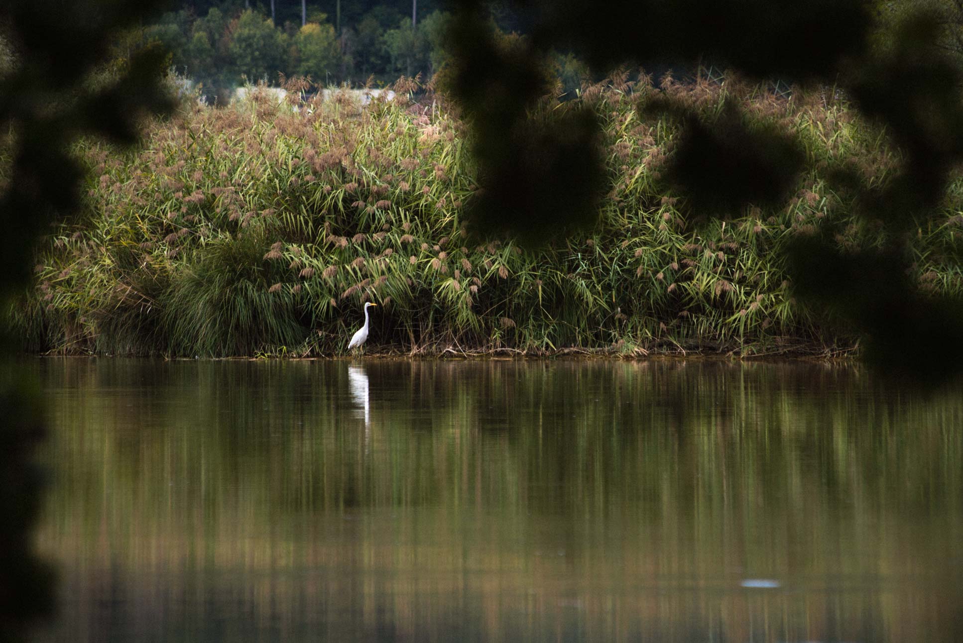 Not sure if this is the same bird as in the other picture, the photos were taken more than half an hour apart.