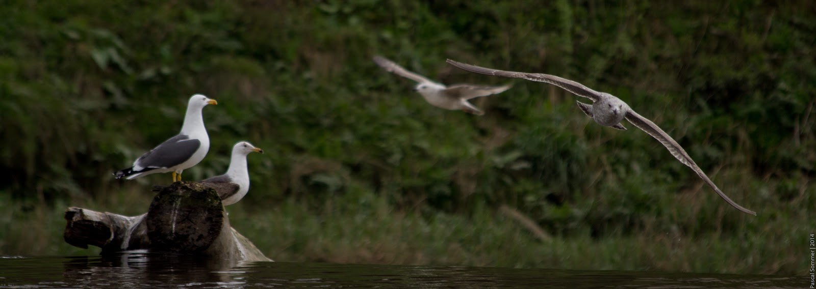 Back at my favourite birdwatching spot