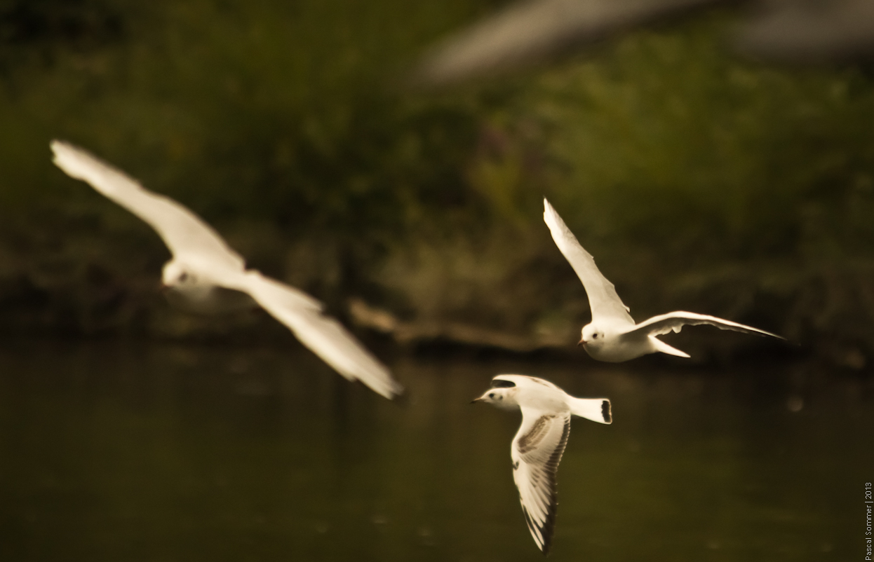 Birds on the River Dee in Chester