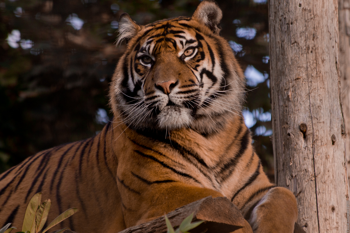 At the Chester Zoo