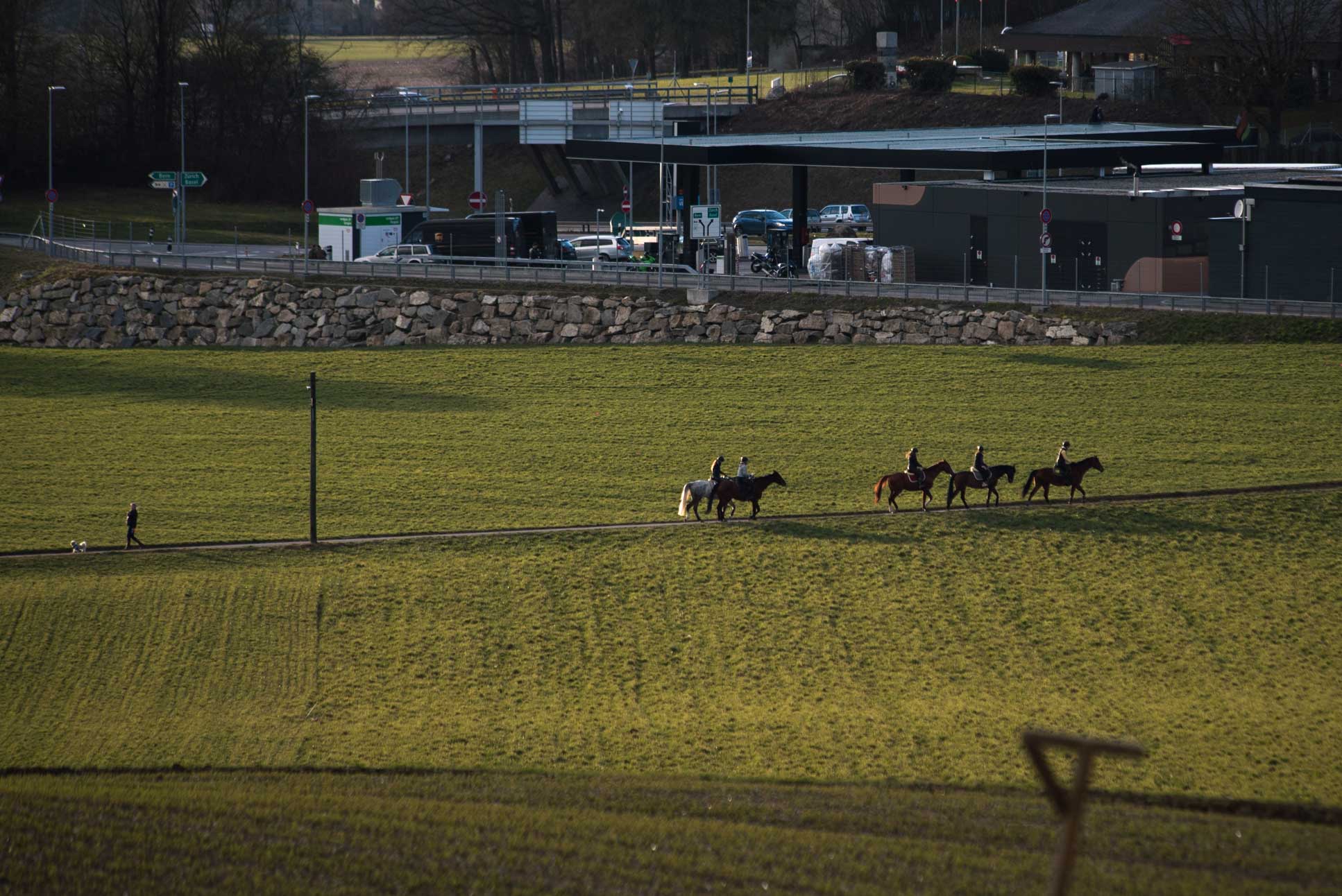 Horses headed for the highway