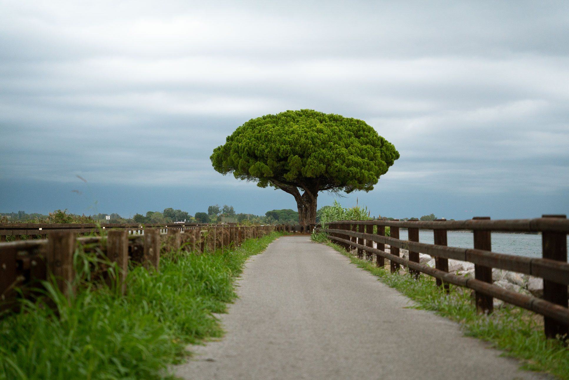 gotta be among my top 5 trees on this planet

See also photo 1347