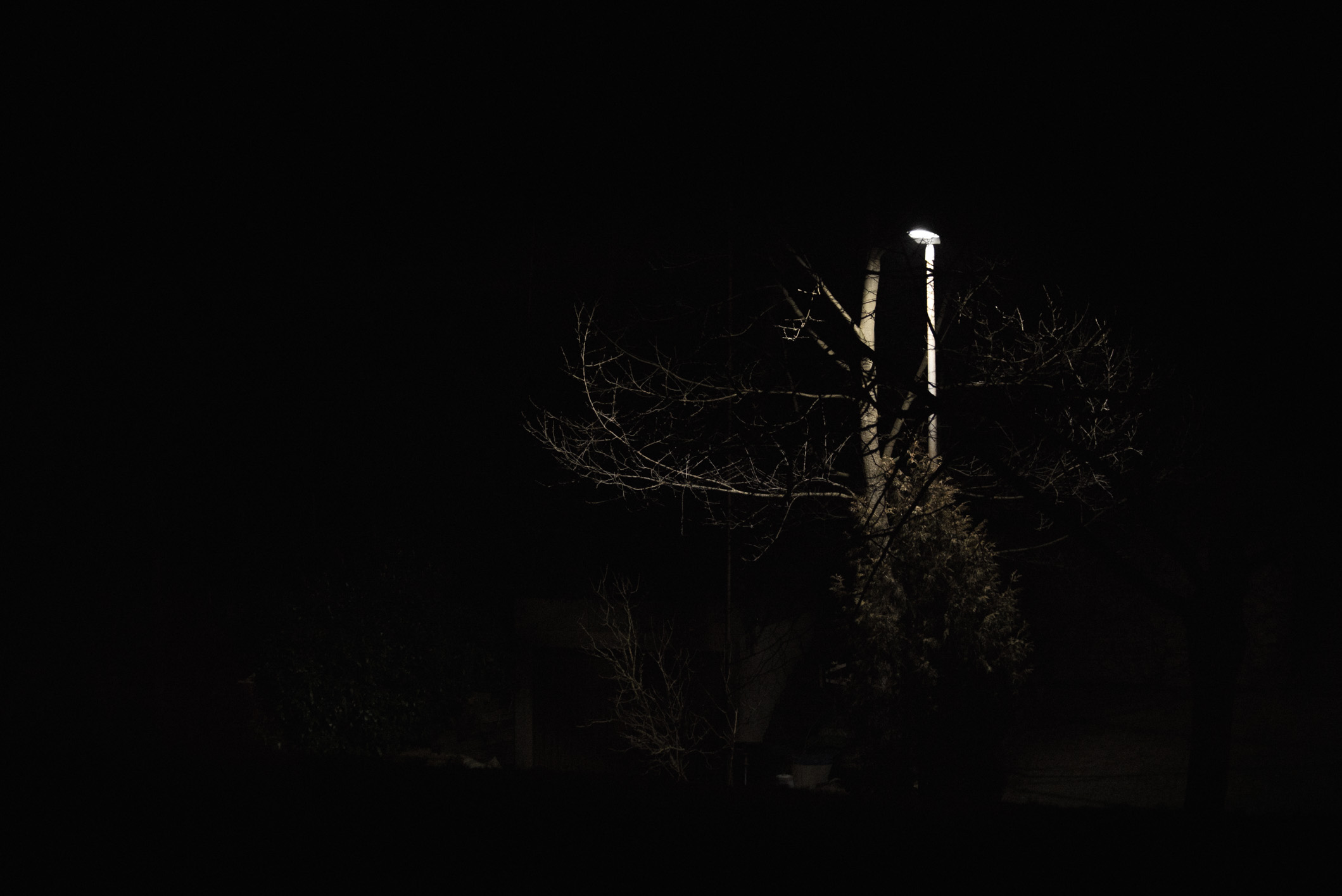 tree.