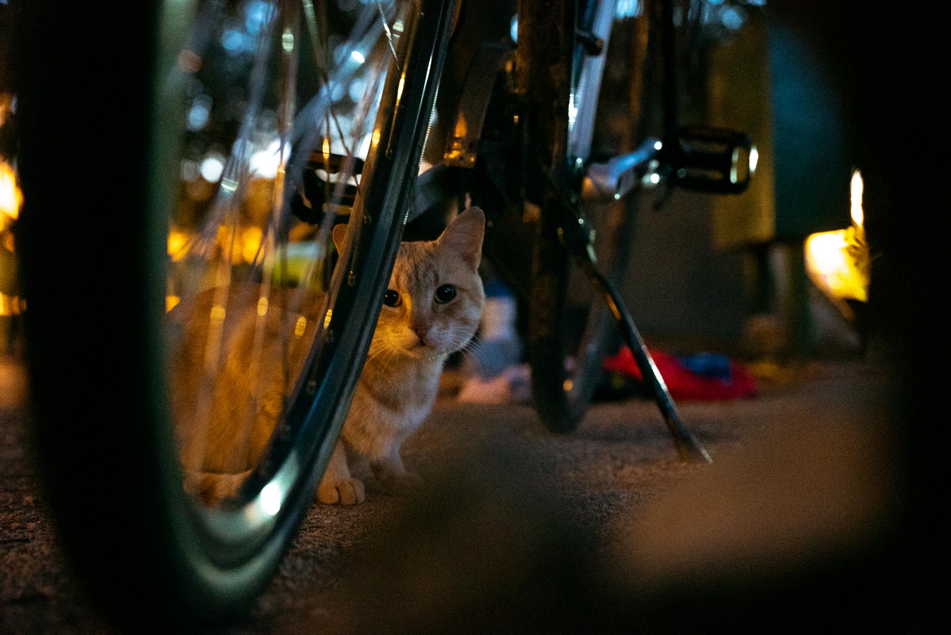 This cat tried to steal my food in Žaborić.