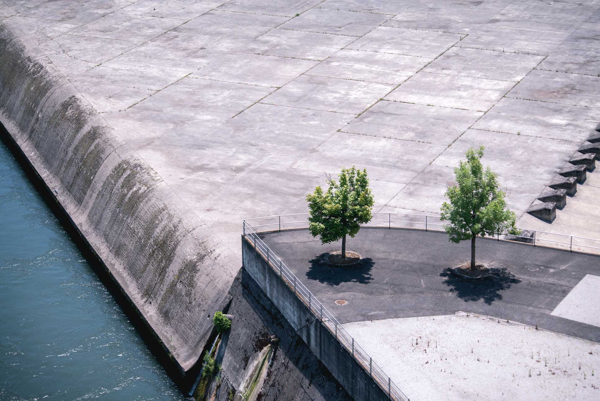 trees for scale