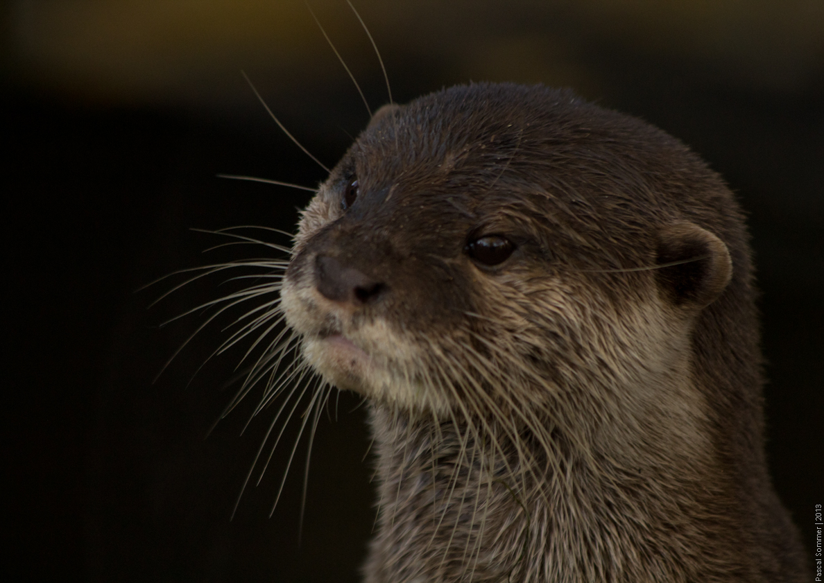 At the Chester Zoo