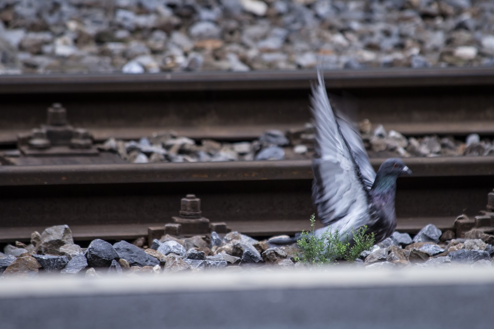 A bird at the Lausanne Gare