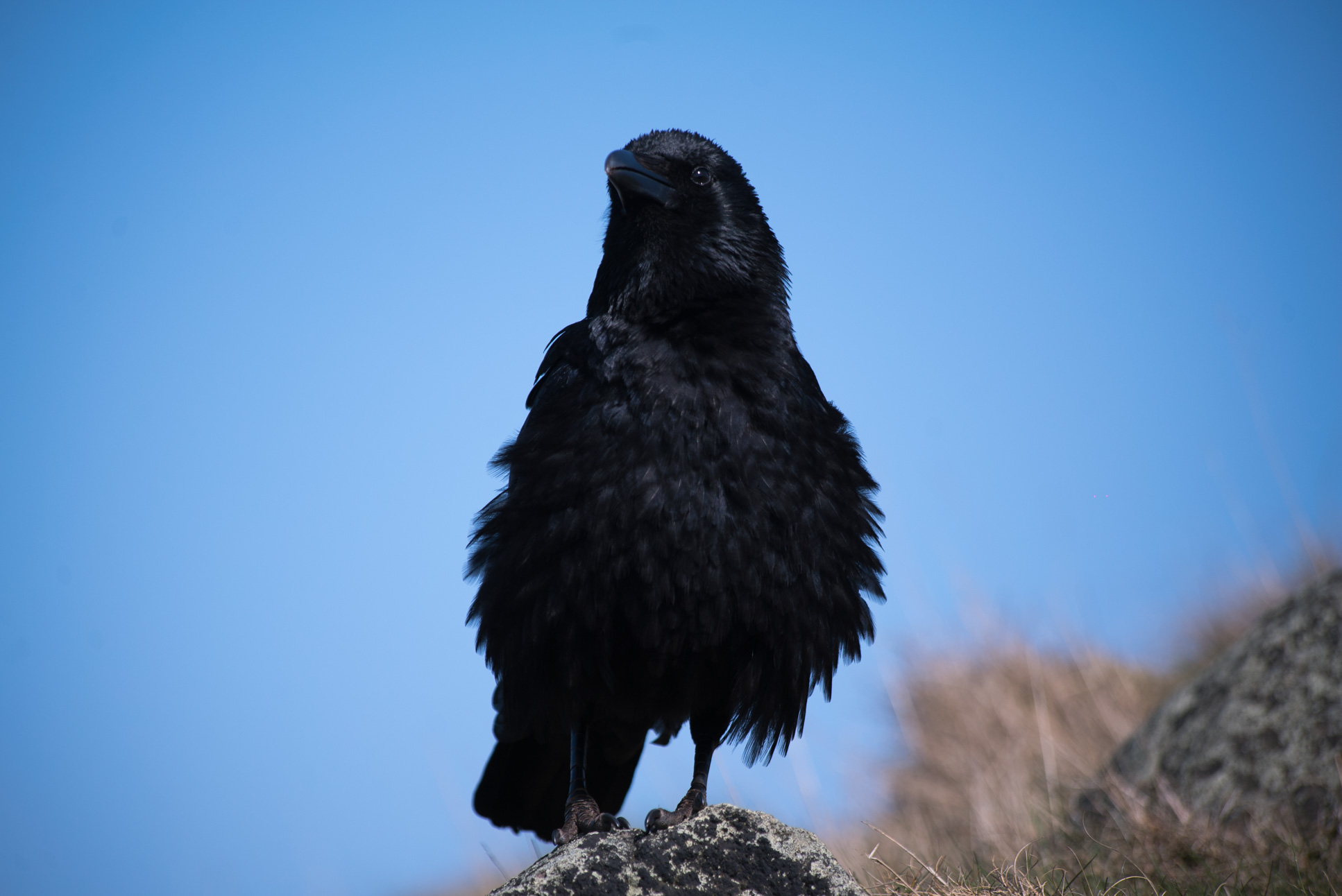 Now look at this good birb