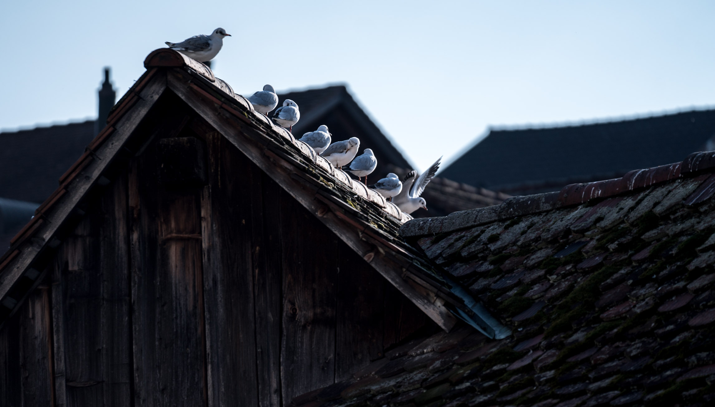 Photo by Pascal Sommer