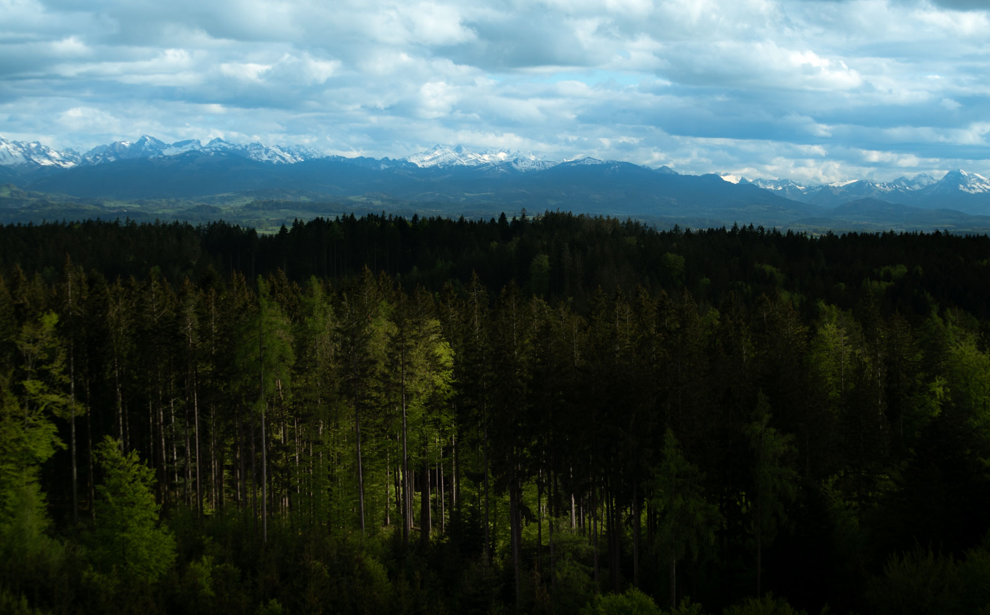 very enjoyable bright spots in the dark forest