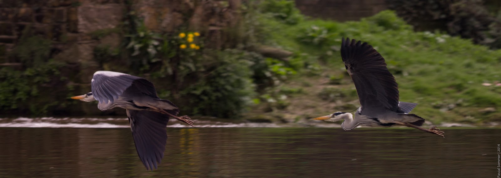 this is actually the same bird twice, photoshopped into one image