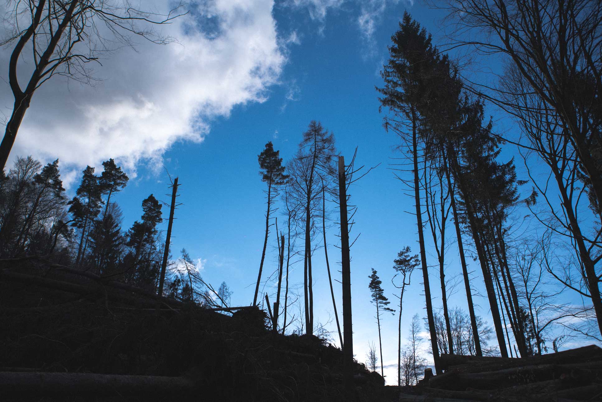 Some trees that survived the storm "Burglind" last January, and some that didn't.