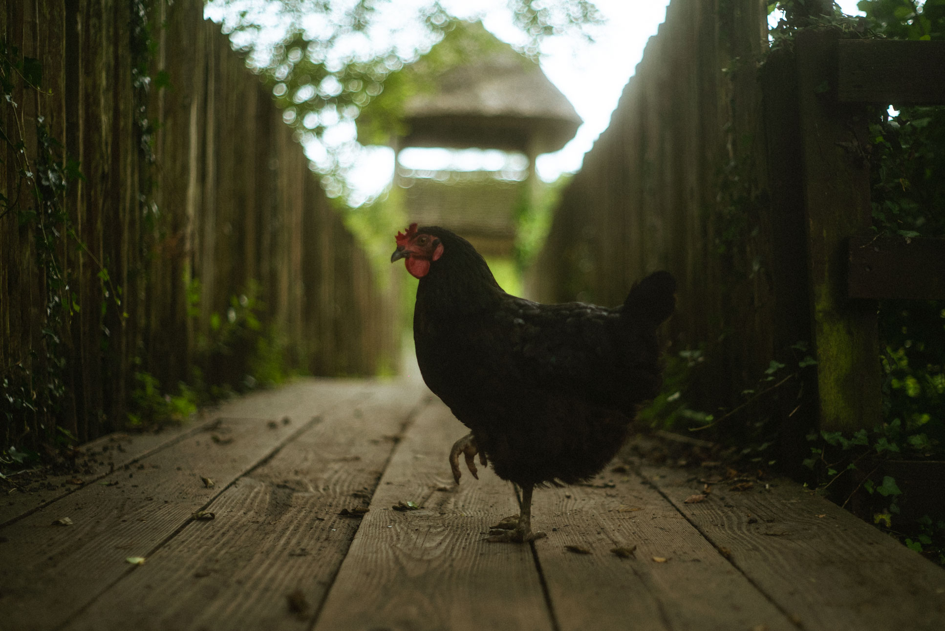 guarding the entrance