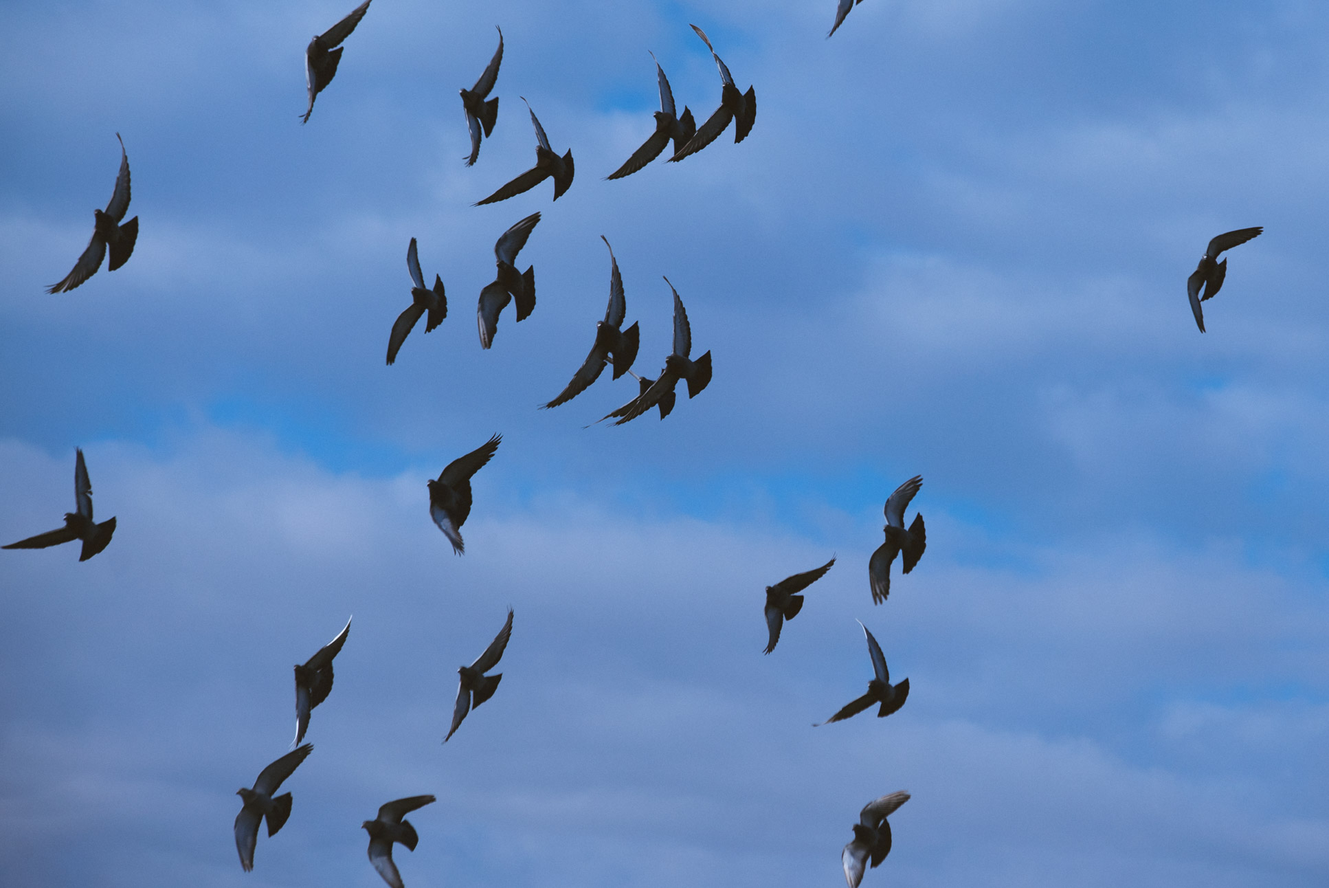 Birds above the Mosoni-Duna river in Győr