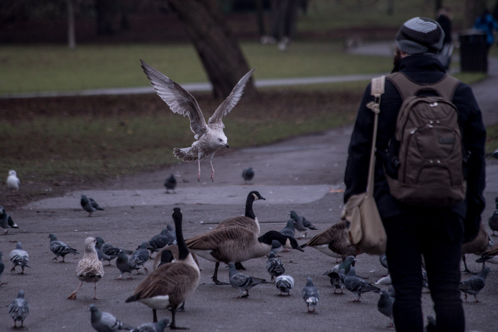 Note the size of the bird. This is no forced perspective, the bird is actually that big..