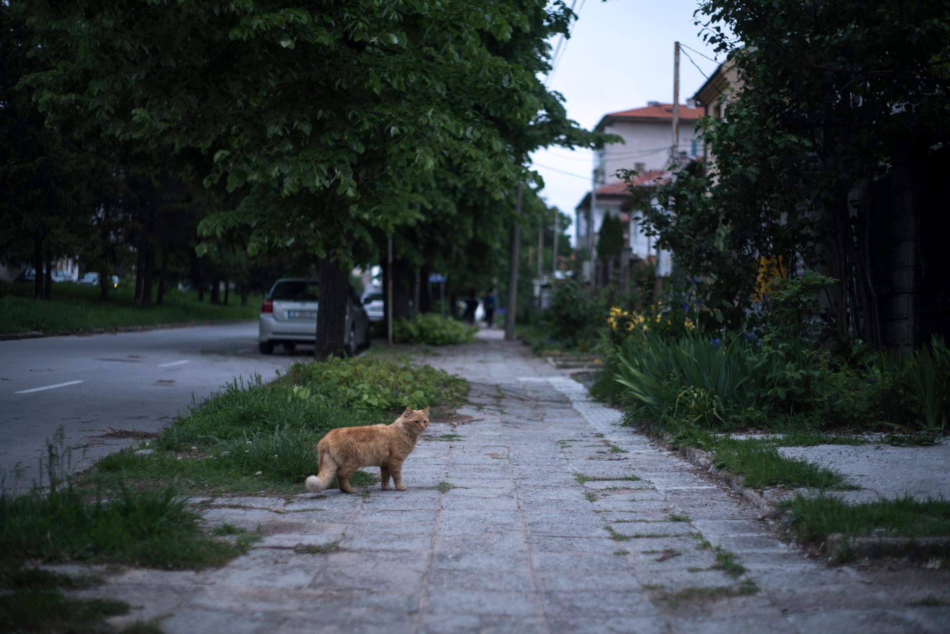 cat sneaking past that geared up tourist