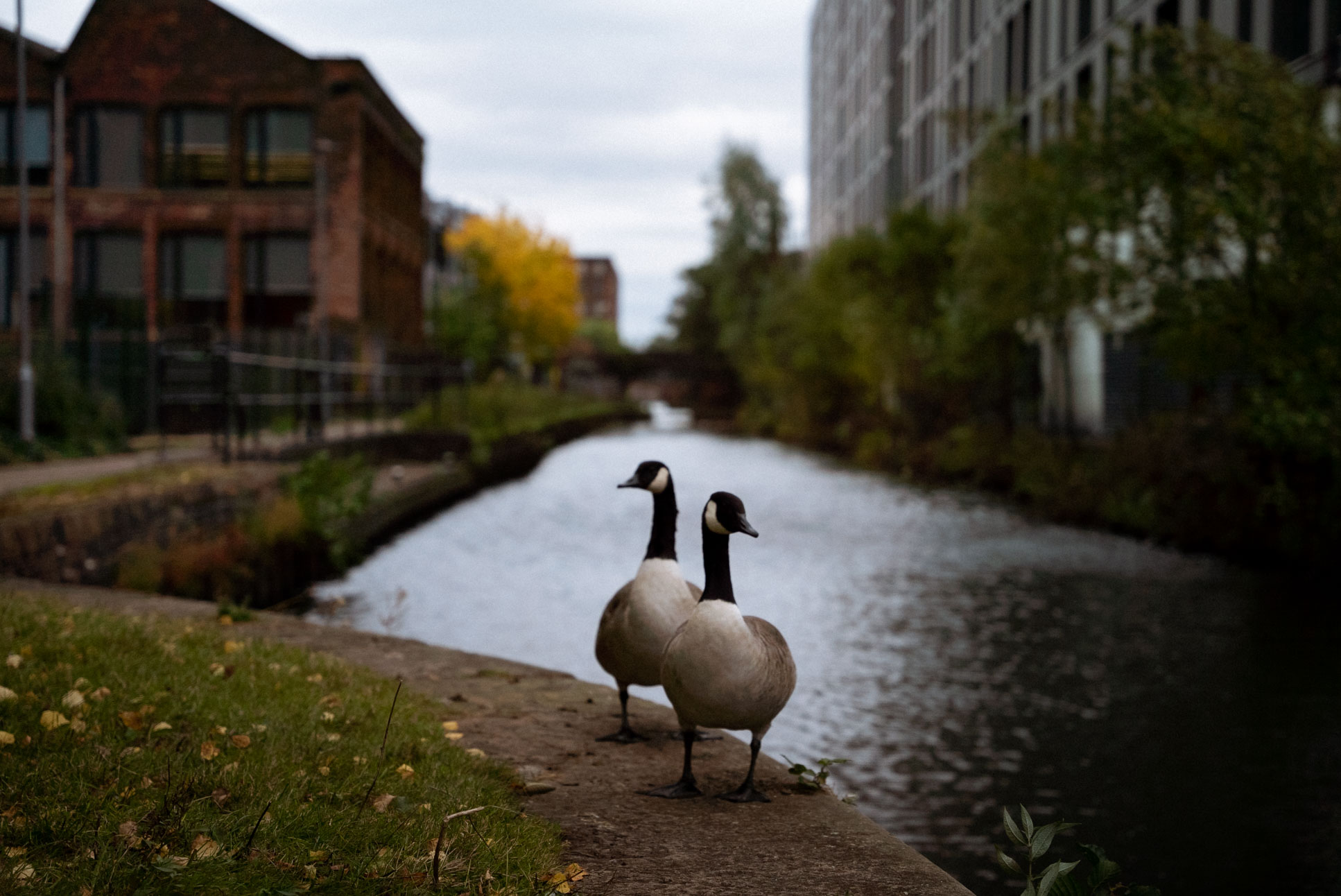 bandphoto of the birds