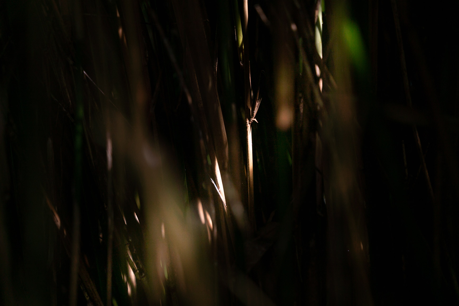reeds by the sea