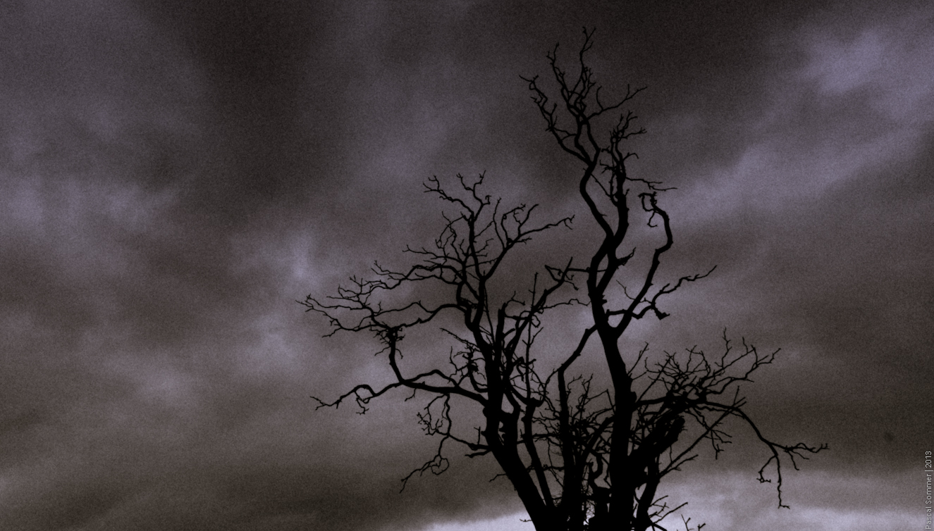 Found this tree while going for a walk near the England-Wales border. 