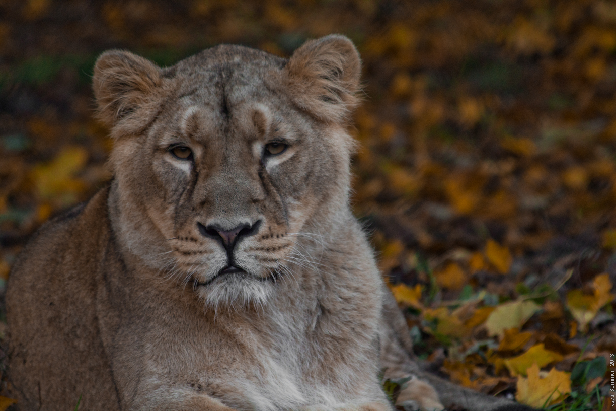 At the Chester Zoo