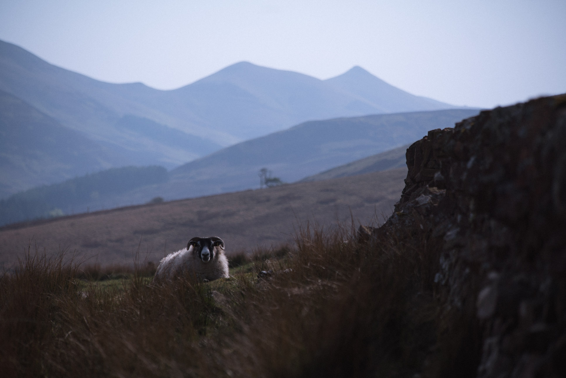 One of the thousands of sheep on Pendland Hills