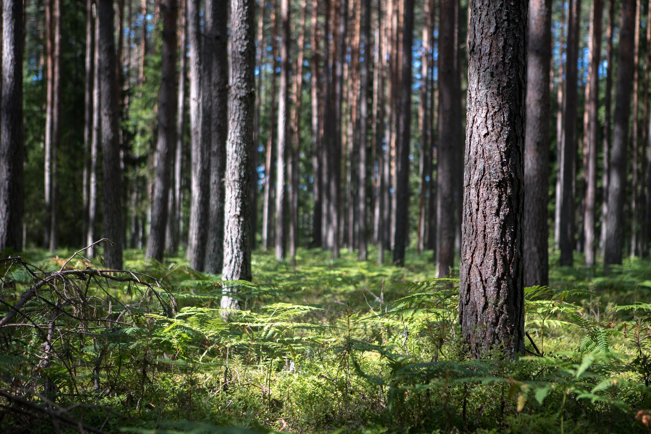 Somewhere between Rīga and Pärnu