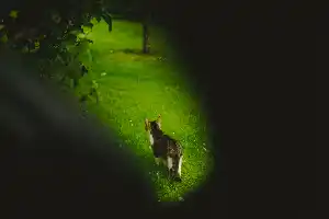 cat!!