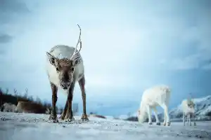 curious